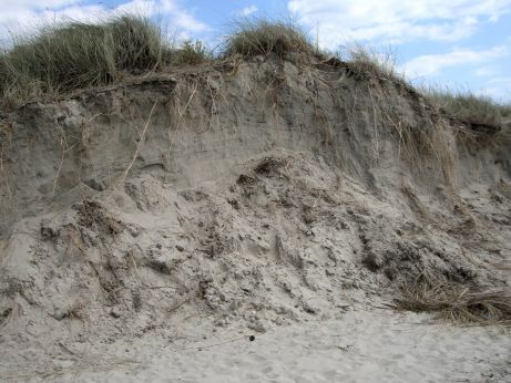 A sand dune eroded to reveal a cross-section showing sand and vegetation root systems